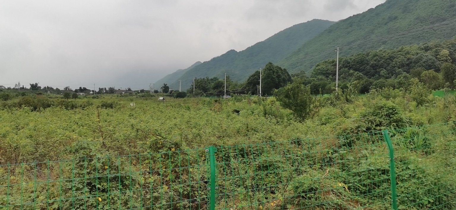 绵竹市玫瑰公园旅游区商住建设用地使用权拍卖